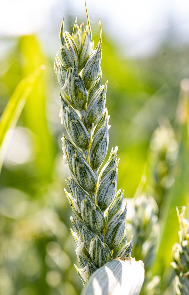 Servicios agrícolas Cádiz
