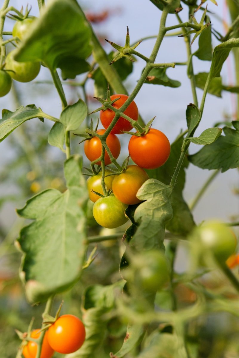 agrícola Vejer